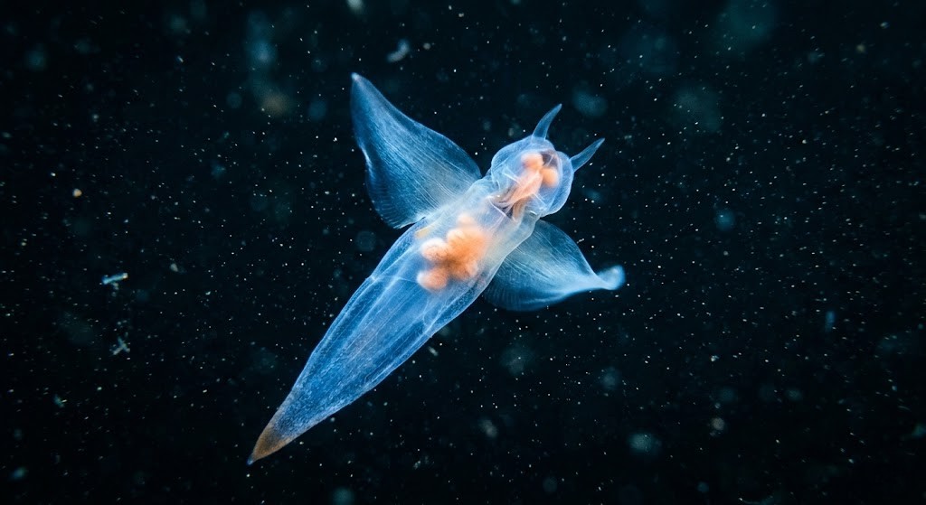 クリオネが翼足を広げて北極海を漂っている様子