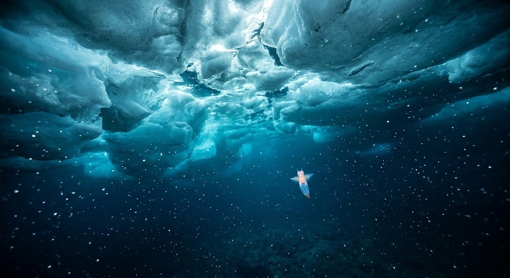 北極海の氷の下、青白く発光する粒子が漂う深海を小さなクリオネが泳いでいる幻想的な生息環境