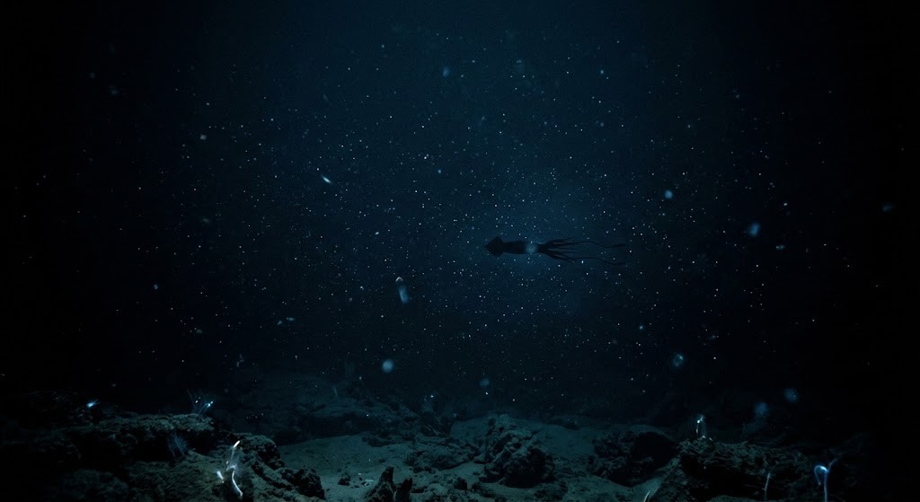 ダイオウイカが生息する水深200〜1000mの深海環境・暗闇に漂う生物発光