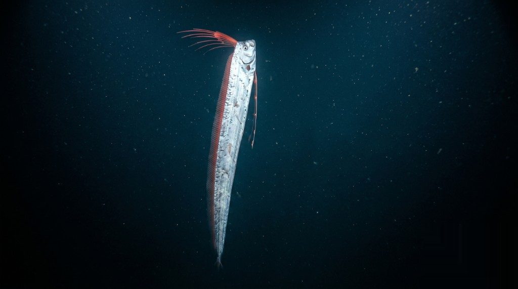 リュウグウノツカイ|中深層に立ち漂う姿勢 水深500メートル付近の薄暗い中深層に頭を上にして垂直に立ち漂うリュウグウノツカイ