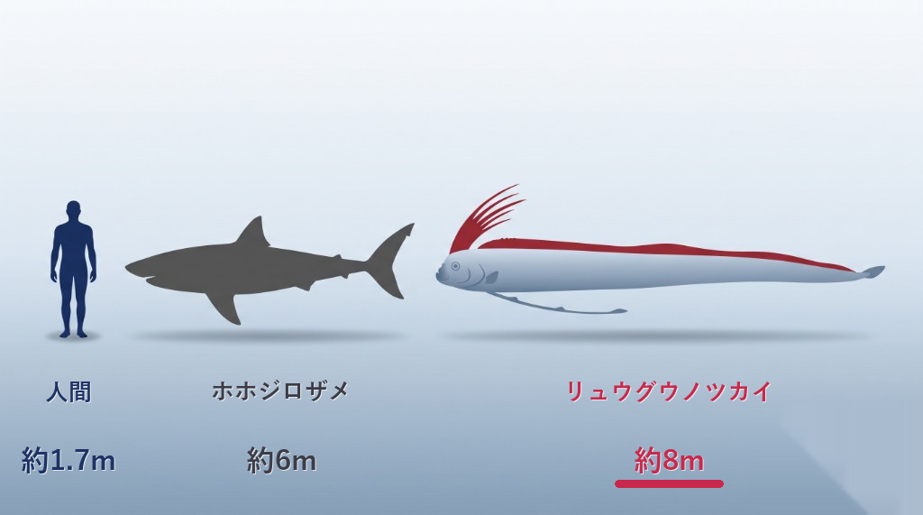 リュウグウノツカイ|人間・ホホジロザメとの大きさ比較 人間(約1.7m)、ホホジロザメ(約6m)、リュウグウノツカイ(約8m)の大きさを並べた比較図